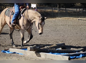 American Quarter Horse, Gelding, 10 years, 14,3 hh, Buckskin