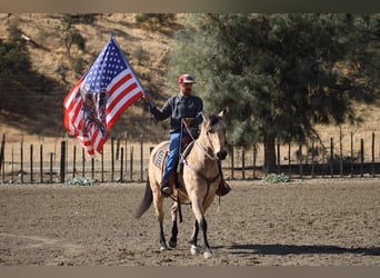 American Quarter Horse, Gelding, 10 years, 14,3 hh, Buckskin