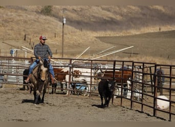 American Quarter Horse, Gelding, 10 years, 14,3 hh, Buckskin