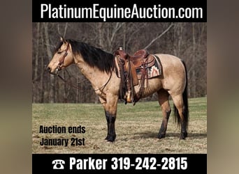 American Quarter Horse, Gelding, 10 years, 14.3 hh, Buckskin