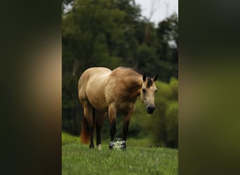 American Quarter Horse, Gelding, 10 years, 14.3 hh, Buckskin