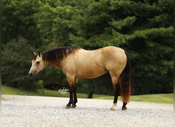 American Quarter Horse, Gelding, 10 years, 14.3 hh, Buckskin