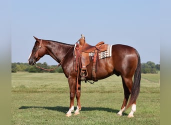 American Quarter Horse, Wallach, 10 Jahre, 14,3 hh, Dunkelfuchs