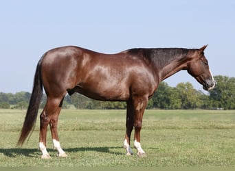 American Quarter Horse, Wallach, 10 Jahre, 14,3 hh, Dunkelfuchs