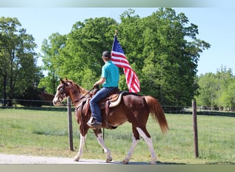 American Quarter Horse, Gelding, 10 years, 14.3 hh, Chestnut
