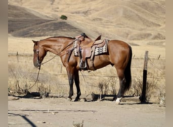 American Quarter Horse, Gelding, 10 years, 14.3 hh, Dun