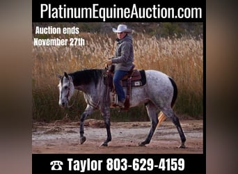 American Quarter Horse, Gelding, 10 years, 14,3 hh, Gray-Dapple