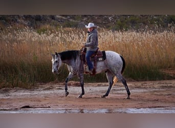 American Quarter Horse, Gelding, 10 years, 14,3 hh, Gray-Dapple