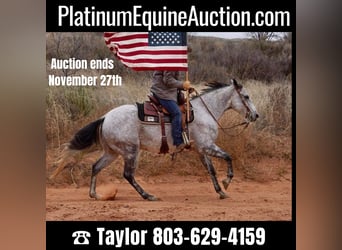 American Quarter Horse, Gelding, 10 years, 14,3 hh, Gray-Dapple