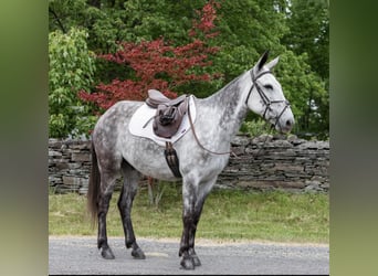 American Quarter Horse, Gelding, 10 years, 14,3 hh, Gray-Dapple