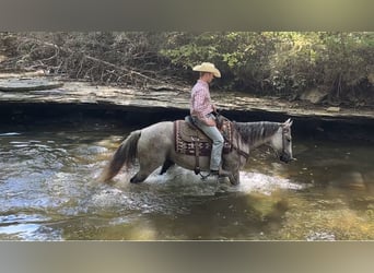 American Quarter Horse, Gelding, 10 years, 14.3 hh, Grey American Quarter Horse, Gelding, 10 years, 14.3 hh, Grey