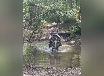 American Quarter Horse, Gelding, 10 years, 14.3 hh, Grey American Quarter Horse, Gelding, 10 years, 14.3 hh, Grey