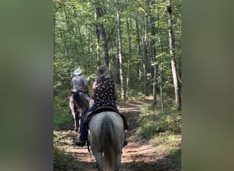 American Quarter Horse, Gelding, 10 years, 14.3 hh, Grey American Quarter Horse, Gelding, 10 years, 14.3 hh, Grey