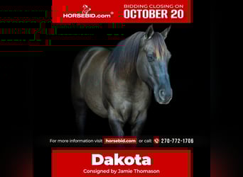 American Quarter Horse, Gelding, 10 years, 14.3 hh, Grullo