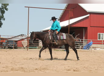 American Quarter Horse, Gelding, 10 years, 14.3 hh, Grullo