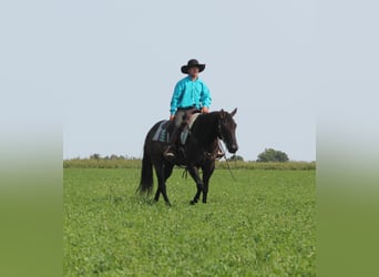 American Quarter Horse, Gelding, 10 years, 14.3 hh, Grullo