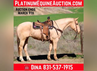 American Quarter Horse, Gelding, 10 years, 14,3 hh, Palomino