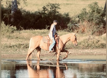 American Quarter Horse, Gelding, 10 years, 14,3 hh, Palomino