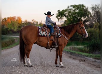 American Quarter Horse, Gelding, 10 years, 14.3 hh, Red Dun