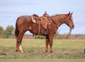 American Quarter Horse, Gelding, 10 years, 14.3 hh, Roan-Red