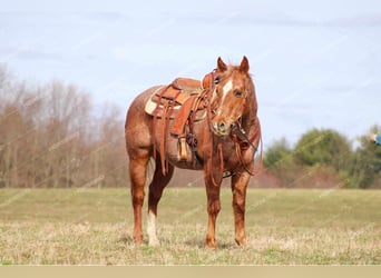 American Quarter Horse, Gelding, 10 years, 14.3 hh, Roan-Red