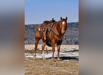 American Quarter Horse, Gelding, 10 years, 14,3 hh, Roan-Red