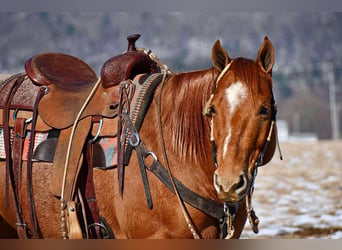 American Quarter Horse, Gelding, 10 years, 14,3 hh, Roan-Red