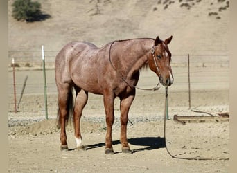 American Quarter Horse, Gelding, 10 years, 14.3 hh, Roan-Red
