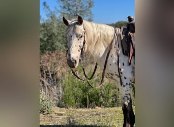 American Quarter Horse, Gelding, 10 years, 14,3 hh, White