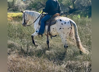 American Quarter Horse, Gelding, 10 years, 14,3 hh, White