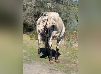 American Quarter Horse, Gelding, 10 years, 14,3 hh, White