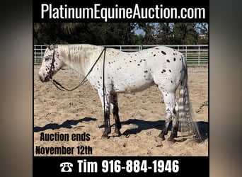 American Quarter Horse, Gelding, 10 years, 14,3 hh, White