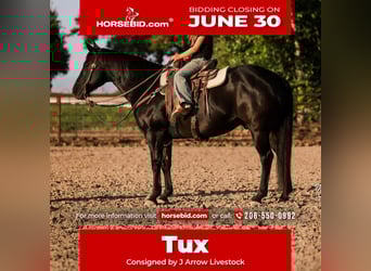 American Quarter Horse, Gelding, 10 years, 14 hh, Black