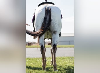 American Quarter Horse, Gelding, 10 years, 14 hh, Chestnut