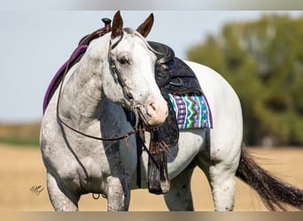 American Quarter Horse, Gelding, 10 years, 14 hh, Chestnut