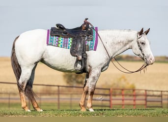 American Quarter Horse, Gelding, 10 years, 14 hh, Chestnut