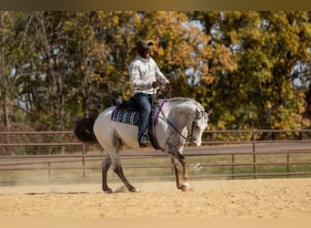 American Quarter Horse, Gelding, 10 years, 14 hh, Chestnut