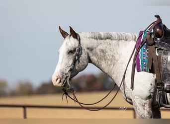 American Quarter Horse, Gelding, 10 years, 14 hh, Chestnut