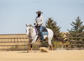 American Quarter Horse, Gelding, 10 years, 14 hh, Chestnut