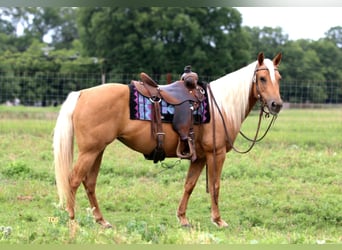 American Quarter Horse, Gelding, 10 years, 14 hh, Palomino