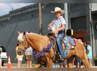 American Quarter Horse, Gelding, 10 years, 14 hh, Palomino