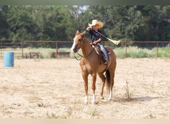 American Quarter Horse, Wallach, 10 Jahre, 14 hh, Red Dun