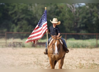 American Quarter Horse, Wallach, 10 Jahre, 14 hh, Red Dun