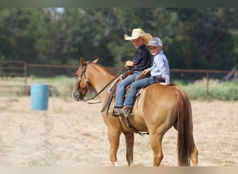 American Quarter Horse, Wallach, 10 Jahre, 14 hh, Red Dun