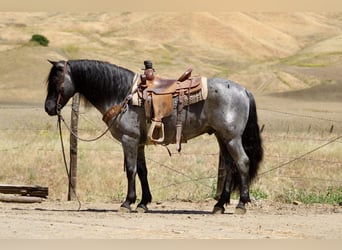 American Quarter Horse, Gelding, 10 years, 14 hh, Roan-Blue