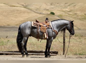 American Quarter Horse, Gelding, 10 years, 14 hh, Roan-Blue