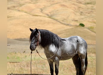 American Quarter Horse, Gelding, 10 years, 14 hh, Roan-Blue