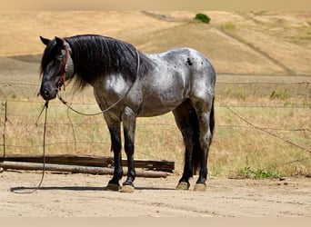 American Quarter Horse, Gelding, 10 years, 14 hh, Roan-Blue