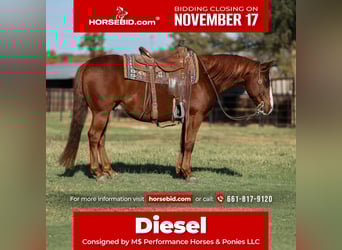 American Quarter Horse, Gelding, 10 years, 14 hh, Sorrel