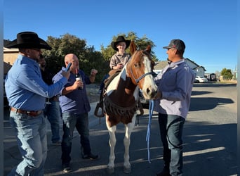 American Quarter Horse, Gelding, 10 years, 14 hh, Tobiano-all-colors